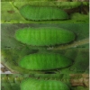 lyc tityrus larva5 volg